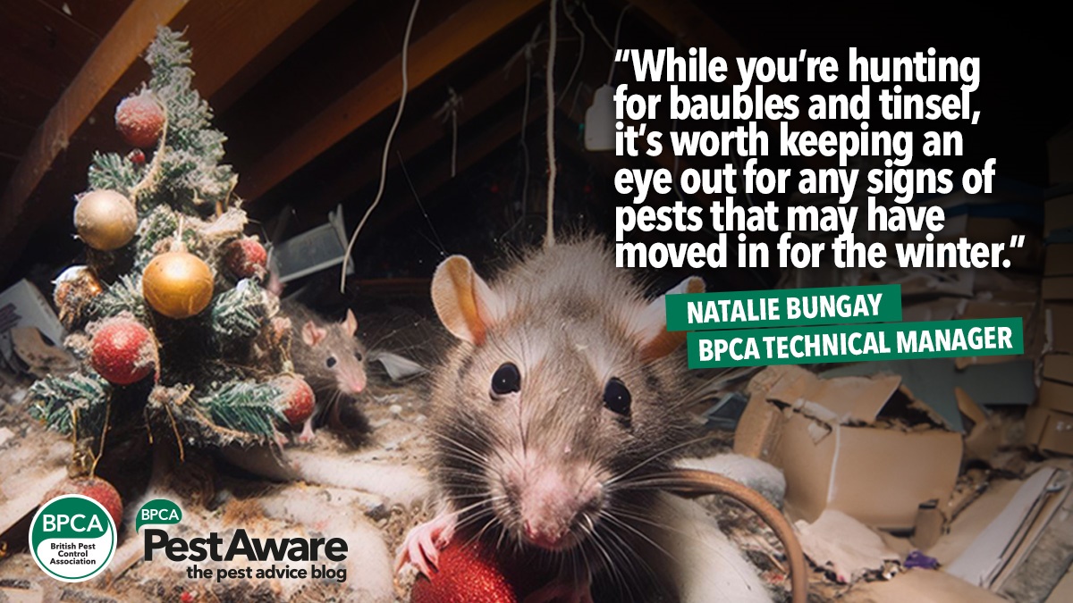 check-your-loft-for-pests-decemberhero check-your-loft-for-pests-decemberhero
